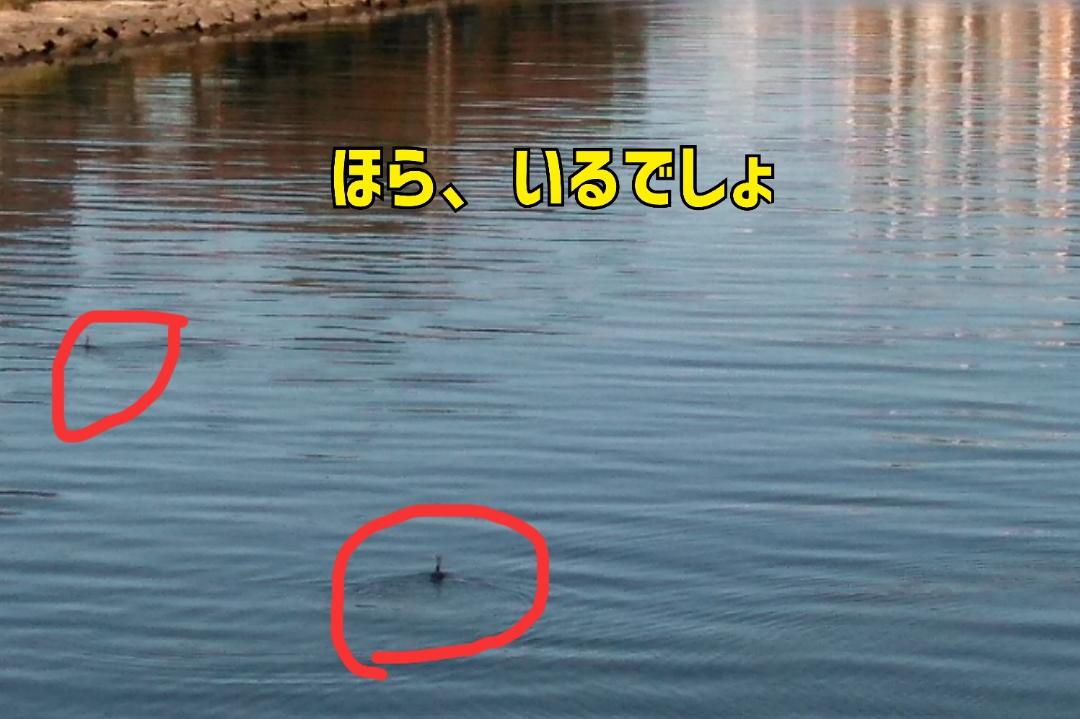 Mrs. LUSH(デリヘル) 