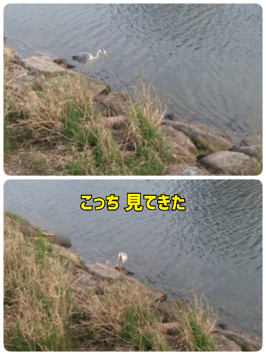 Mrs. LUSH(デリヘル) 