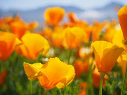 カード決済・ご利用のお客様プロフィール写真