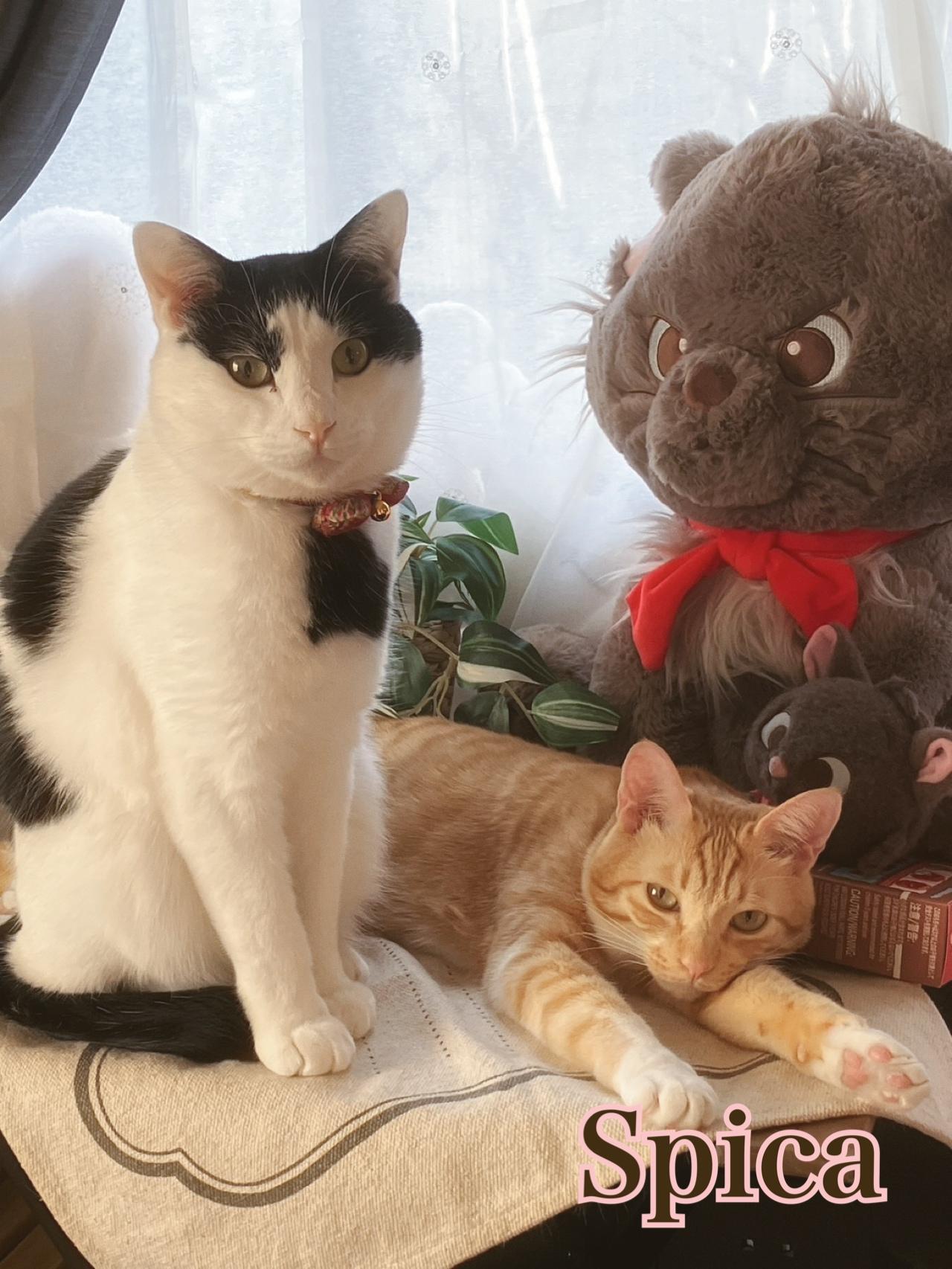 Spica(すぴか)　店長