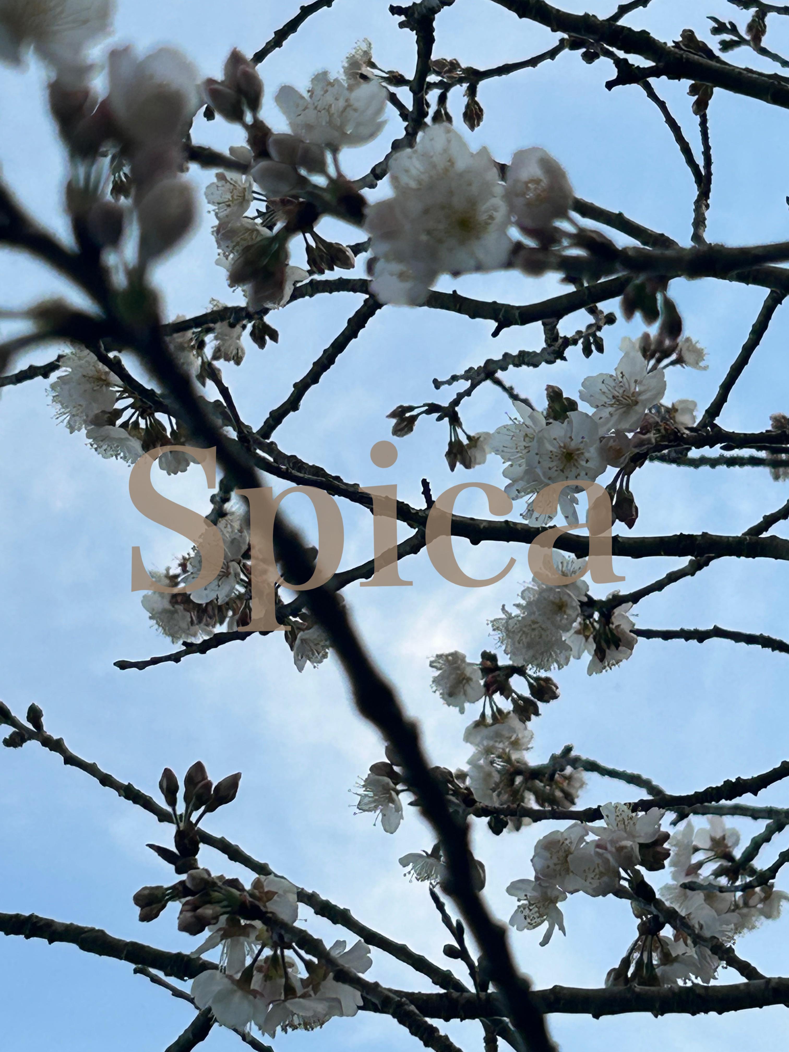 Spica(すぴか)　店長